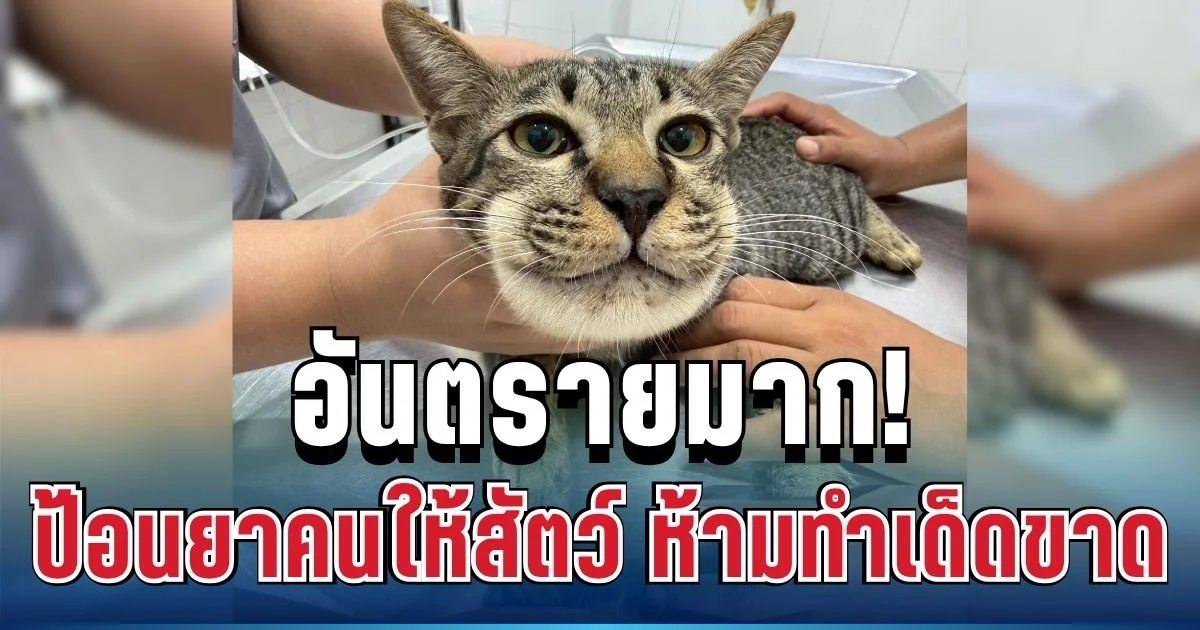 หลายคนยังทำอยู่! ป้อนยาแค่เม็ดเดียว อันตรายต่อสัตว์เลี้ยงกว่าที่คิด