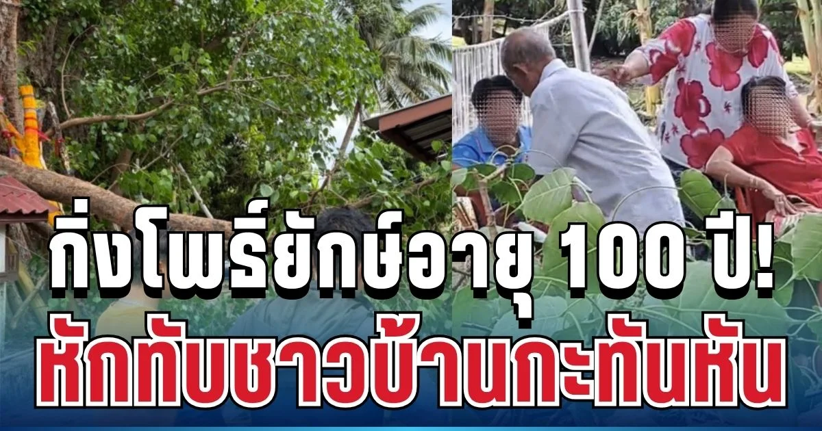 วินาทีระทึก! กิ่งโพธิ์ยักษ์อายุ 100 ปี หักทับชาวบ้านกะทันหัน บาดเจ็บสาหัส