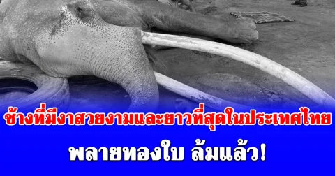 ปู่ทองใบ ช้างที่มีงาสวยงามและยาวที่สุดในประเทศไทย ล้มแล้ว