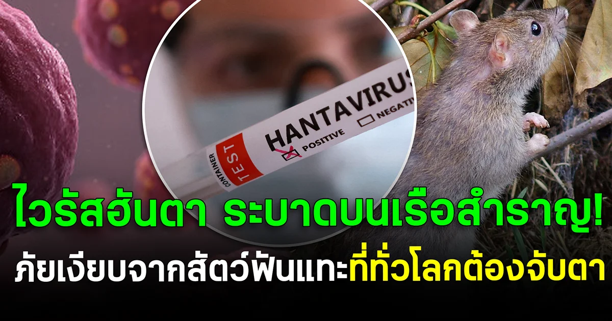 "ไวรัสฮันตา" ระบาดบนเรือสำราญ! ภัยเงียบจากสัตว์ฟันแทะที่ทั่วโลกต้องจับตา