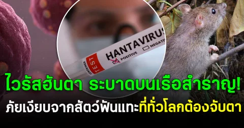 "ไวรัสฮันตา" ระบาดบนเรือสำราญ! ภัยเงียบจากสัตว์ฟันแทะที่ทั่วโลกต้องจับตา
