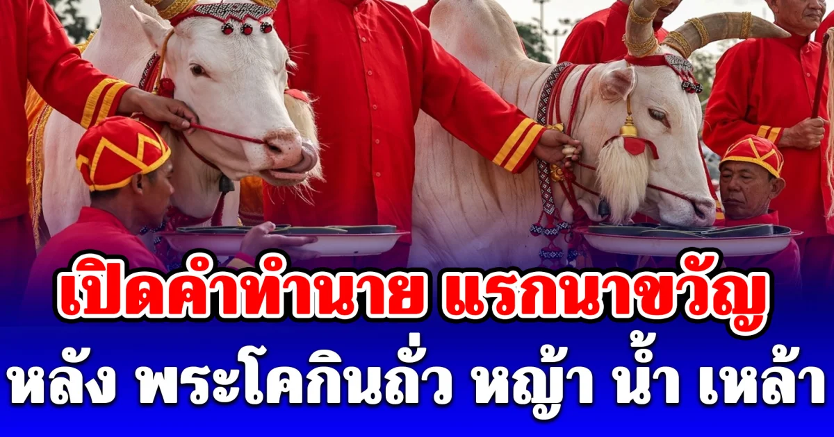 วันพืชมงคล 2569 เปิดคำทำนาย แรกนาขวัญ พระโคกินถั่ว หญ้า น้ำ เหล้า