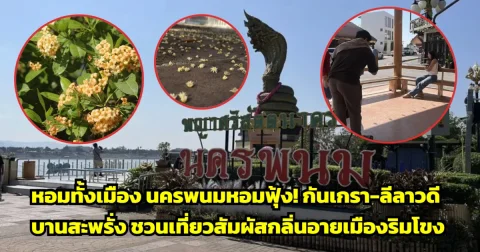 นครพนมหอมฟุ้ง! 'กันเกรา-ลีลาวดี' แข่งกันส่งกลิ่นหอมทั่วเมือง ชวนนักท่องเที่ยวสัมผัสเสน่ห์