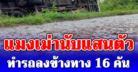 แมงเม่านับแสนตัว ทำรถลงข้างทาง 16 คัน อันตรายมาก!