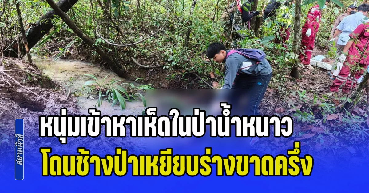 สลด! หนุ่มเข้าหาเห็ดในป่าน้ำหนาว เจอช้างป่าพุ่งเข้าทำร้าย โดนเหยียบร่างขาดครึ่งเสียชีวิต
