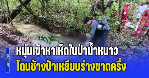 สลด! หนุ่มเข้าหาเห็ดในป่าน้ำหนาว เจอช้างป่าพุ่งเข้าทำร้าย โดนเหยียบร่างขาดครึ่งเสียชีวิต