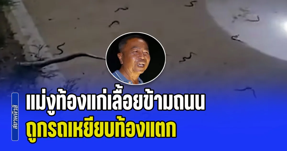 สยอง! แม่งูท้องแก่เลื้อยข้ามทาง ถูกรถเหยียบท้องแตก ลูกงูกว่า 30 ตัวทะลักกลางถนน ลุงใจดีช่วยชีวิตก่อนนำไปปล่อยคืนธรรมชาติ