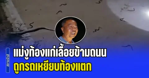 สยอง! แม่งูท้องแก่เลื้อยข้ามทาง ถูกรถเหยียบท้องแตก ลูกงูกว่า 30 ตัวทะลักกลางถนน ลุงใจดีช่วยชีวิตก่อนนำไปปล่อยคืนธรรมชาติ