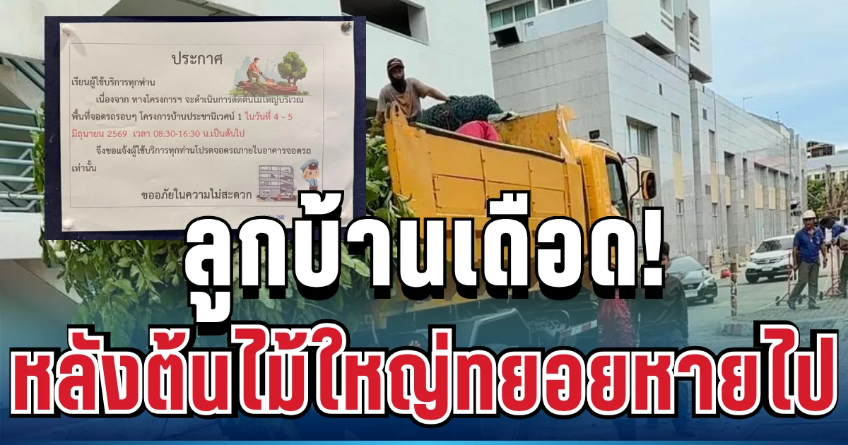 สุดทนแล้ว! ลูกบ้านประชานิเวศน์ 1 เปิดศึกการเคหะฯ หลังต้นไม้ใหญ่ทยอยหายไปจากโครงการ