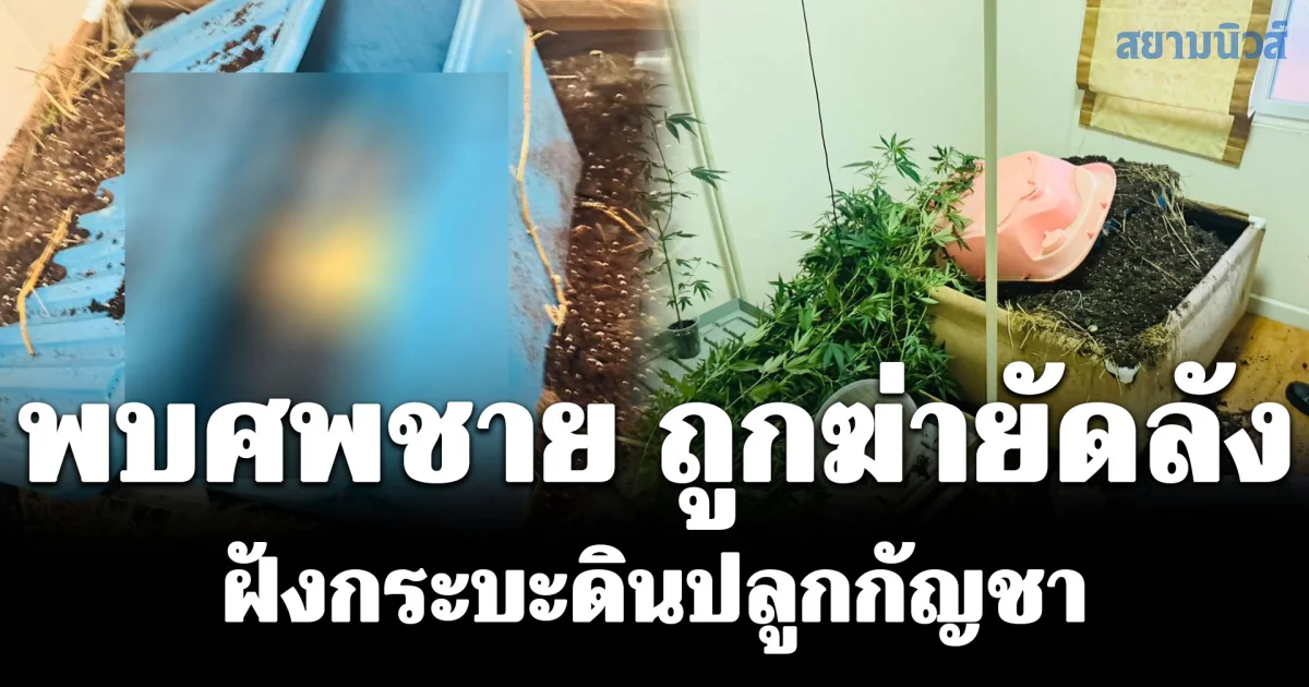 พบชายถูกปลิดชีพยัดลัง ฝังกระบะดินปลูกกัญชา พลเมืองดีเห็นเหตุการณ์โทรแจ้งตำรวจ เร่งล่าตัวคนร้าย คาดมี 3 คน