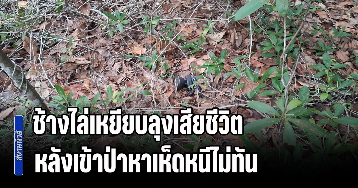 ช้างป่าดงใหญ่โหด! ไล่เหยียบลุงเข้าป่าหาเห็ดดับสยอง คาดช้างตกใจ ผู้เสียชีวิตหนีไม่ทัน