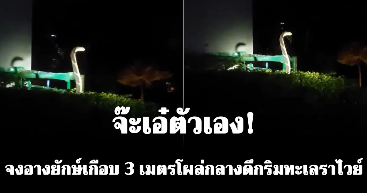 ผวาทั้งหาด! จงอางยักษ์เกือบ 3 เมตรโผล่กลางดึกริมทะเล ชาวบ้านเผยปีนี้เจอแล้ว 2 ตัว