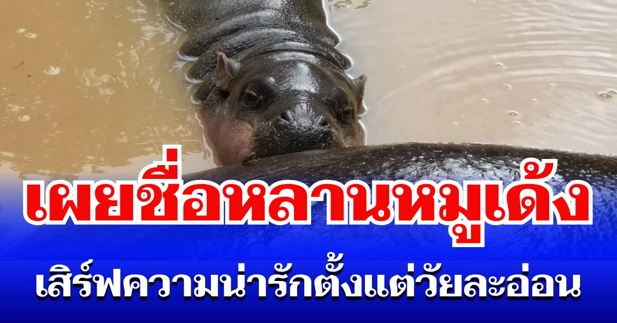 เอ็นดูมาก! เผยชื่อฮิปโปแคระ หลานหมูเด้ง เสิร์ฟความน่ารักตั้งแต่วัยละอ่อน