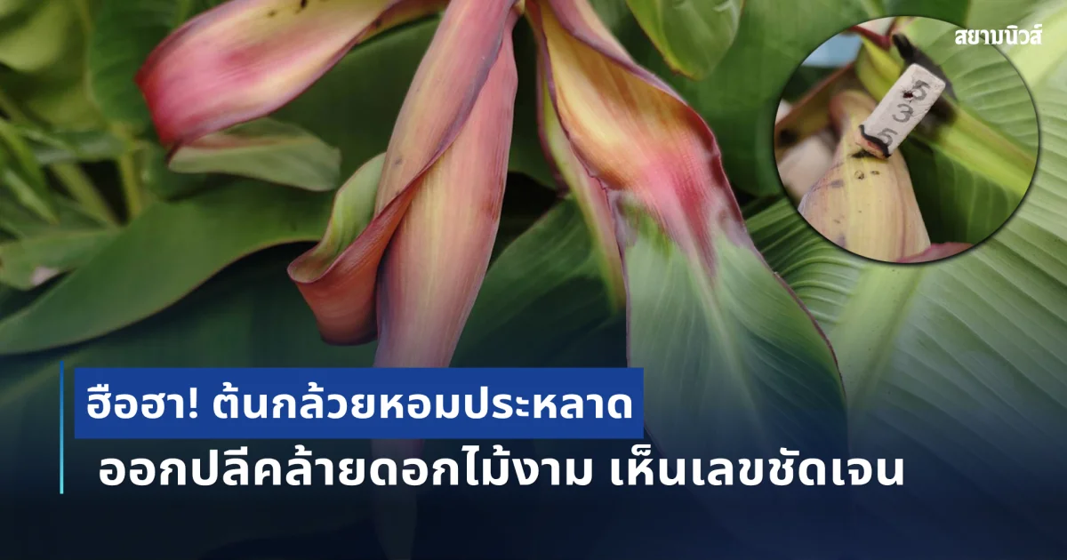 ฮือฮา! ต้นกล้วยหอมประหลาด ออกปลีคล้ายดอกไม้งาม ชาวบ้านแห่ขอโชคลาภ เห็นเลขชัดเจน