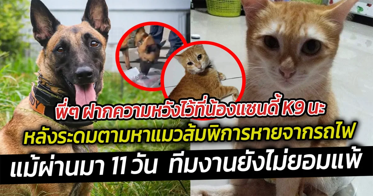พี่ๆ ฝากความหวังไว้ที่น้องแซนดี้ K9 นะ หลังระดมตามหาแมวส้มพิการหายจากรถไฟ