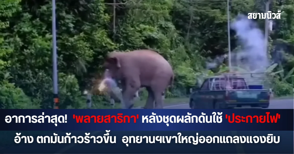 อาการล่าสุด!  'พลายสาริกา' หลังชุดผลักดันใช้ 'ประกายไฟ' อ้าง ตกมันก้าวร้าวขึ้น  อุทยานฯเขาใหญ่ออกแถลงแจงยิบ