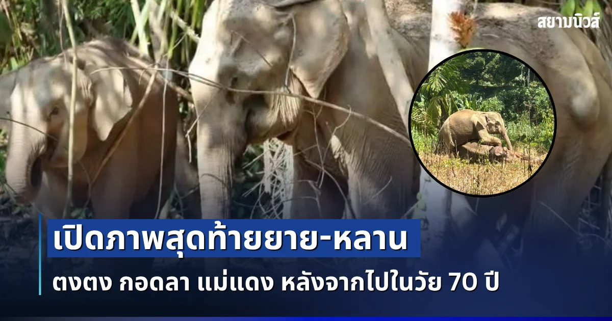 บีบหัวใจคนรักช้าง เปิดภาพสุดท้ายยาย-หลาน ตงตง กอดลา แม่แดง หลังจากไปในวัย 70 ปี