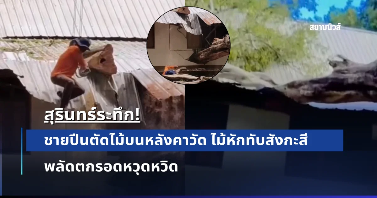 สุรินทร์ระทึก! ชายปีนตัดไม้บนหลังคาวัด ไม้หักทับสังกะสี พลัดตกรอดหวุดหวิด
