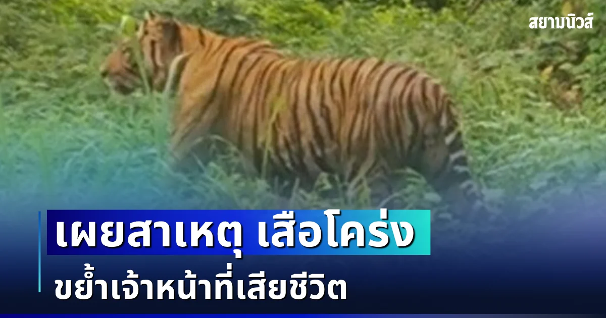 ยิ่งสะเทือนใจ! เผยสาเหตุ เสือโคร่ง ห้วยขาแข้ง ขย้ำเจ้าหน้าที่เสียชีวิต