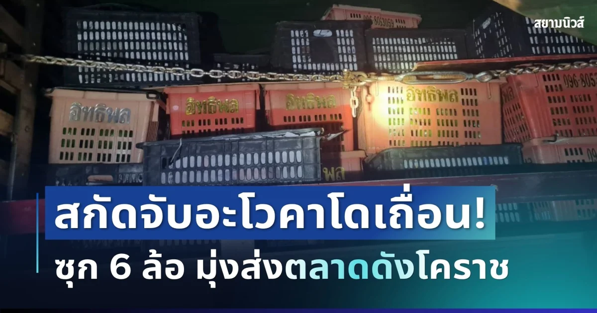 ตะลึงซุกแน่น 6.5 ตัน! ตร.ทางหลวงสกัดจับ "อะโวคาโดเถื่อน" ซ่อนใน 6 ล้อ รับสารภาพได้ค่าจ้างแค่ 5 พัน มุ่งหน้าส่งตลาดดังโคราช