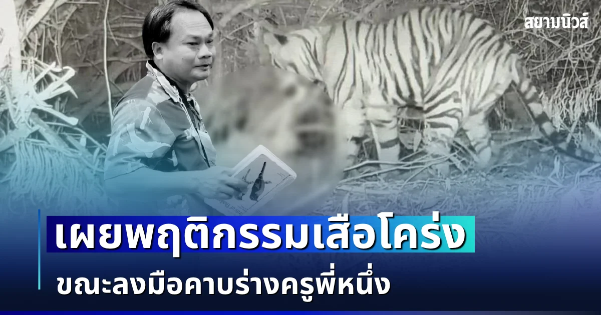 ยิ่งคาใจ! ผู้เชี่ยวชาญ เผยพฤติกรรมเสือโคร่ง ขณะลงมือคาบร่างครูพี่หนึ่ง