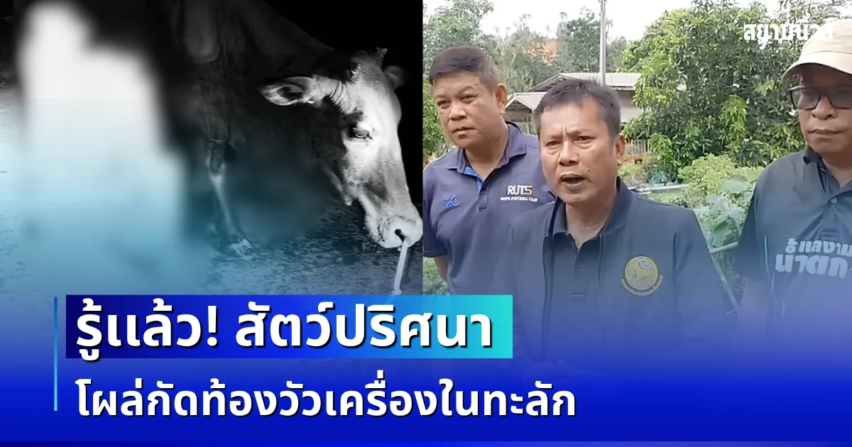 รู้เเล้ว! สัตว์ปริศนา โผล่กัดท้องวัวเครื่องในทะลัก เจ้าของเห็นกับตา