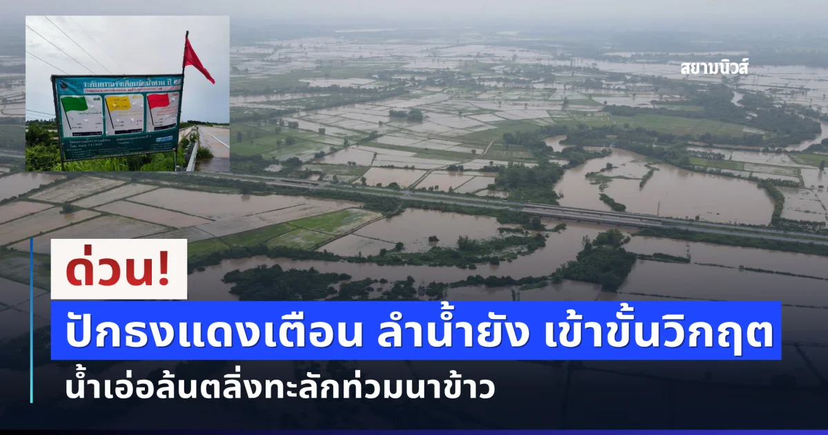 ด่วน! ปักธงแดงเตือน ลำน้ำยัง เข้าขั้นวิกฤต น้ำเอ่อล้นตลิ่งทะลักท่วมนาข้าว