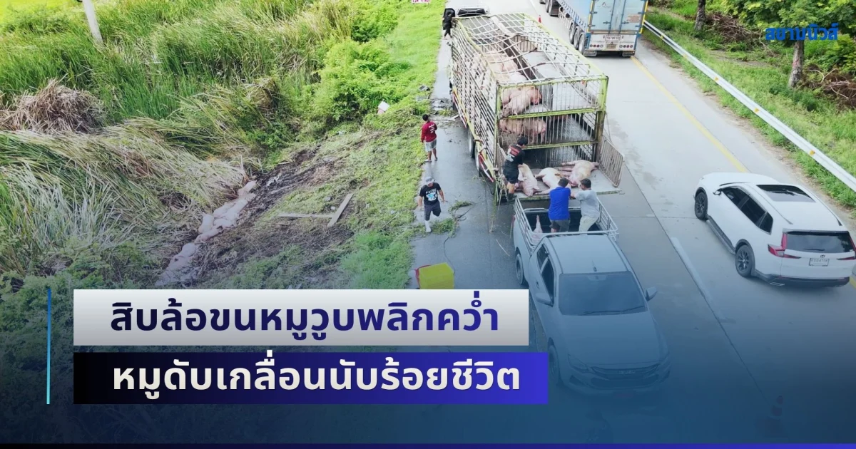 สิบล้อขนหมูวูบพลิกคว่ำ หมูดับเกลื่อนนับร้อยชีวิต ส่วนตัวคนขับรอดปาฏิหาริย์
