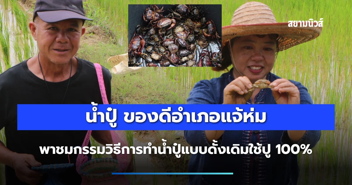 หนึ่งปีทำหนึ่งครั้ง น้ำปู๋ ของดีอำเภอแจ้ห่ม พาชมกรรมวิธีการทำน้ำปู๋แบบดั้งเดิมใช้ปู 100%
