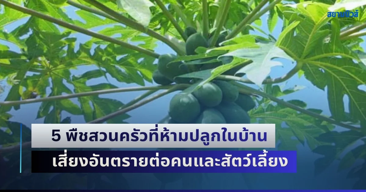 หลายคนพลาดครั้งใหญ่! 5 พืชสวนครัวที่ห้ามปลูกในบ้าน เสี่ยงอันตรายต่อคนและสัตว์เลี้ยง