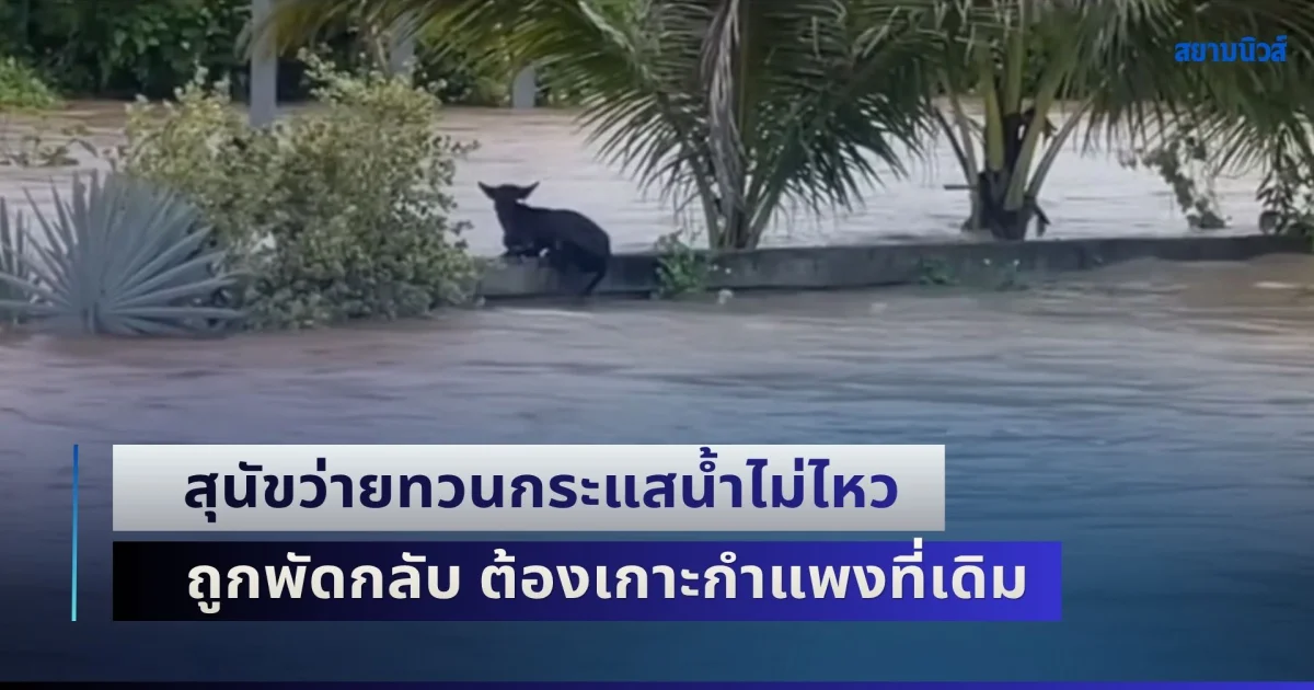 สุนัขดำสู้สุดชีวิต! ว่ายทวนกระแสน้ำไม่ไหว ถูกพัดกลับ ต้องเกาะกำแพงที่เดิม ชาวบ้านลุ้นระทึก