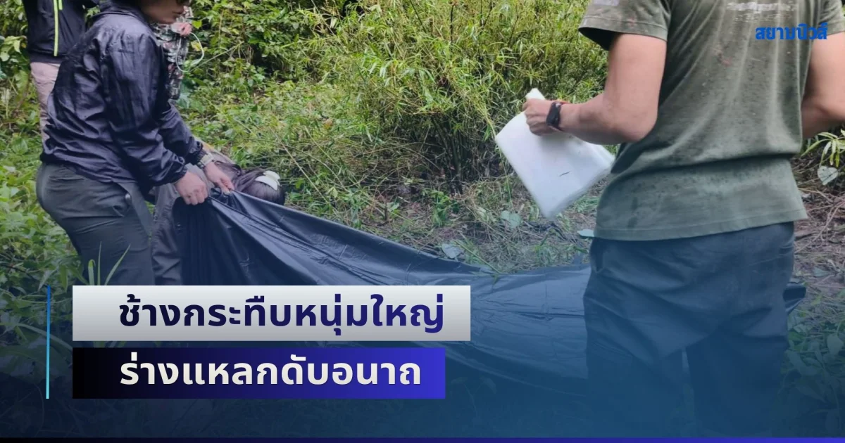 อาถรรพ์ป่าภูเขียว! ช้างกระทืบหนุ่มใหญ่ ร่างแหลกดับอนาถ ขณะออกหาเห็ด ใช้เวลากว่า 3 วัน ถึงพบ