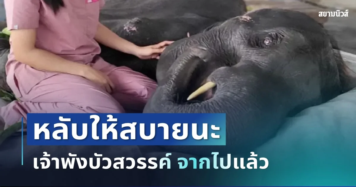 สุดเศร้า เจ้าพังบัวสวรรค์ สิ้นใจแล้ว หลังต่อสู้มากว่า 8 ปี รพ.ช้างเปิดผลชันสูตรเบื้องต้น