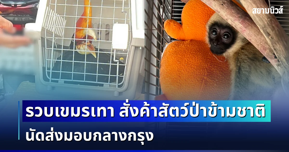 รวบเขมรเทา สั่งค้าสัตว์ป่าข้ามชาติ นัดส่งมอบกลางกรุง ยึดนกเงือกหัวแรด-ชะนี