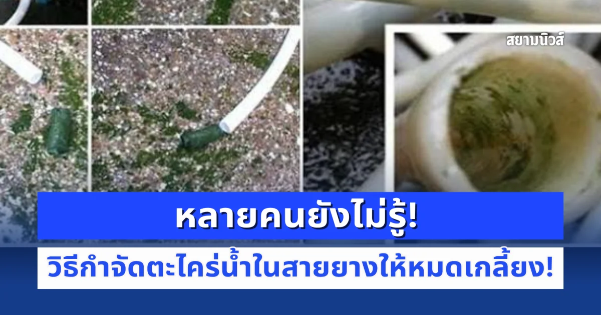 หลายคนยังไม่รู้! 3 วิธีกำจัดตะไคร่น้ำในสายยางให้หมดเกลี้ยง!