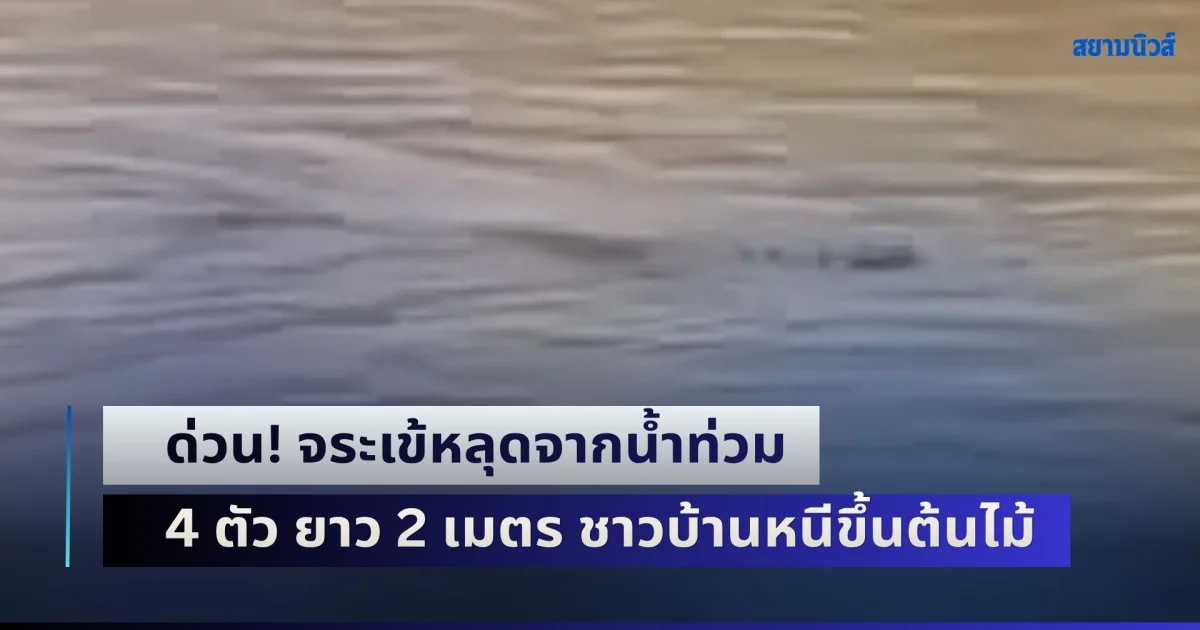 ด่วน! จระเข้หลุดจากน้ำท่วม 4 ตัว ยาว 2 เมตร ชาวบ้านหนีขึ้นต้นไม้