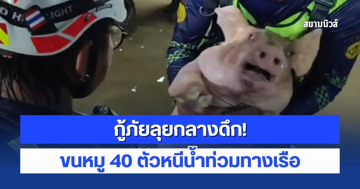 ภารกิจสุดหิน กู้ภัยลุยกลางดึก! ขนหมู 40 ตัวหนีน้ำท่วมทางเรือ