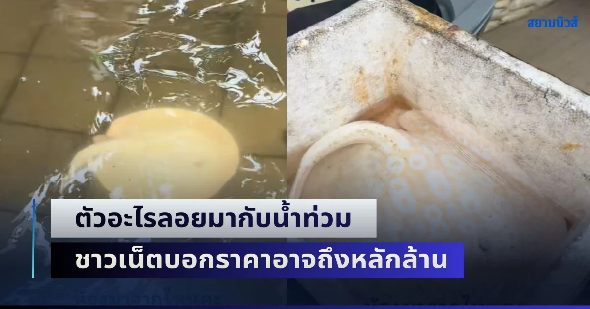 เจ้าของร้องไห้แล้ว ตัวอะไรลอยมากับน้ำท่วม ชาวเน็ตบอกราคาอาจถึงหลักล้าน