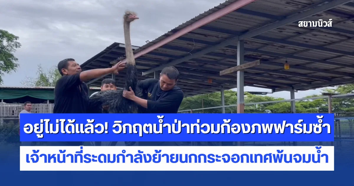 อยู่ไม่ได้แล้ว! วิกฤตน้ำป่าท่วมก้องภพฟาร์มซ้ำ เจ้าหน้าที่ระดมกำลังย้ายนกกระจอกเทศ 11 ตัวพ้นจมน้ำ