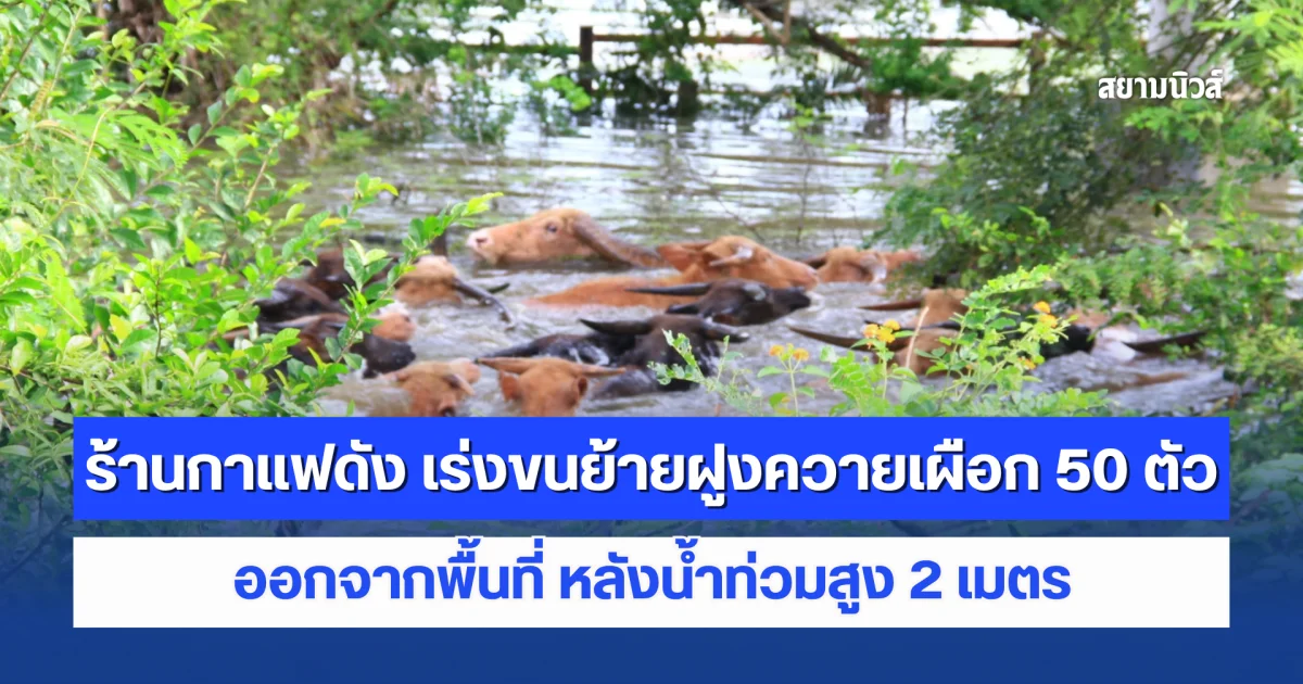 ร้านกาแฟดังในเมืองกาญจนบุรี เร่งขนย้ายฝูงควายเผือก 50 ตัว ออกจากพื้นที่ หลังน้ำท่วมสูง 2 เมตร