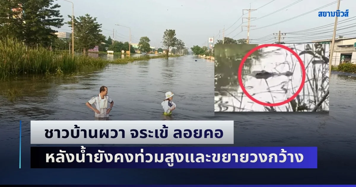 ยังน่าห่วง! ชาวบ้านผวา จระเข้ ลอยคอ หลังน้ำยังคงท่วมสูงและขยายวงกว้าง
