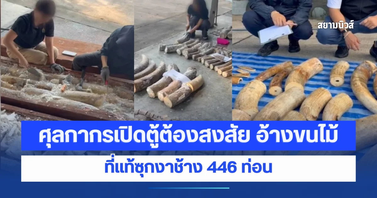 ศุลกากรเปิดตู้ต้องสงสัย อ้างขนไม้ ที่แท้ซุกงาช้าง 446 ท่อน พร้อมซากสัตว์ ท่าเรือแหลมฉบัง