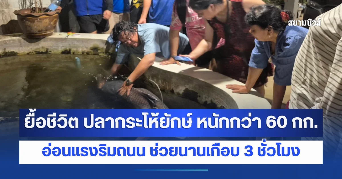 ระทึก ยื้อชีวิต ปลากระโห้ยักษ์ หนักกว่า 60 กก. อ่อนแรงริมถนน ช่วยนานเกือบ 3 ชั่วโมง รอดหวุดหวิด