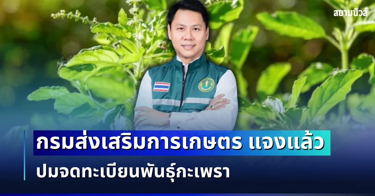 ชัดเจน! กรมส่งเสริมการเกษตร แจงแล้ว ปมจดทะเบียนพันธุ์กะเพรา