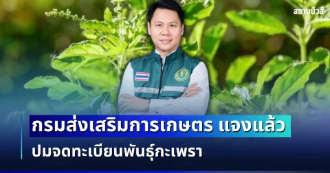 ชัดเจน! กรมส่งเสริมการเกษตร แจงแล้ว ปมจดทะเบียนพันธุ์กะเพรา