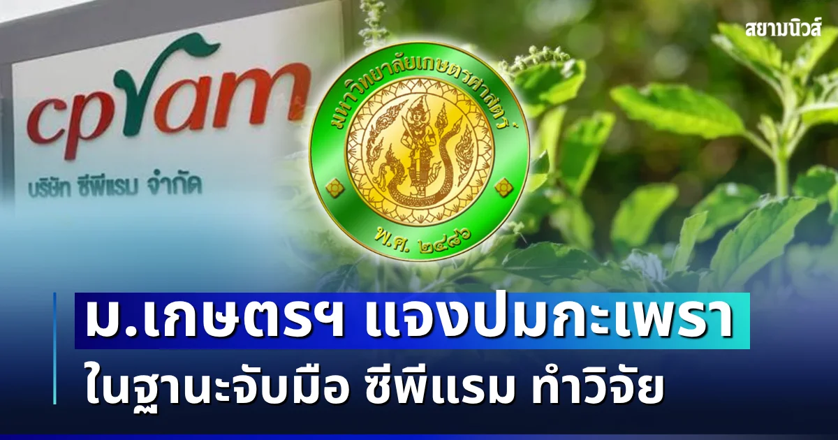ชัดเจน! ม.เกษตรฯ แจงปมกะเพรา ในฐานะจับมือ ซีพีแรม ทำวิจัย