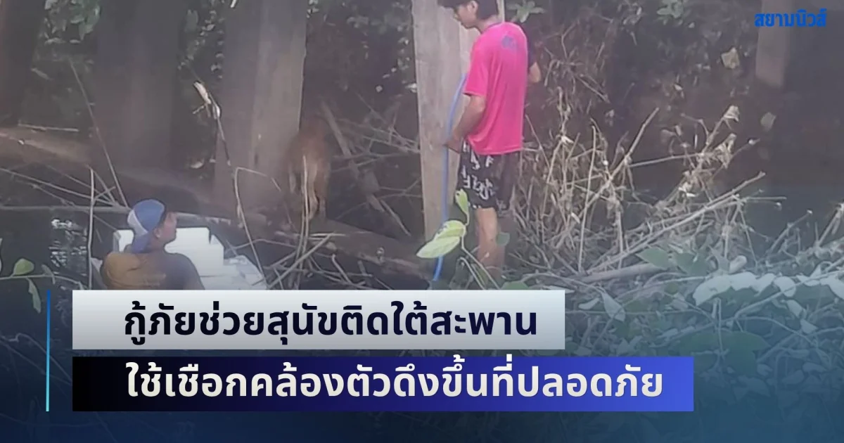 นาทีชีวิต! กู้ภัยช่วยสุนัขติดใต้สะพาน ใช้เชือกคล้องตัวดึงขึ้นที่ปลอดภัย